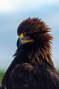 Sokolnický lov 9.11.2025